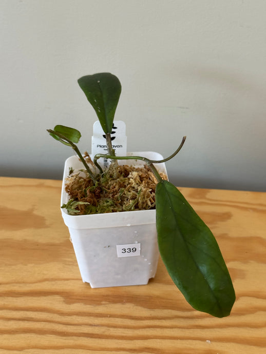 339. Hoya Vittelinioides