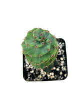 Load image into Gallery viewer, Cereus Forbesii cv. Spiralis &#39;Spiral Cactus&#39; Small Size (Ships within Canada only)