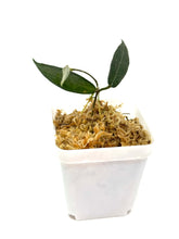 Load image into Gallery viewer, Hoya Hypolasia