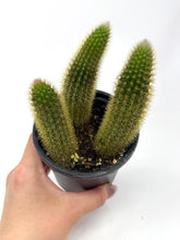 Load image into Gallery viewer, Cleistocactus Winteri “Golden Rat Tail” - Ships within Canada only small size