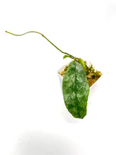 Load image into Gallery viewer, Hoya Mitrata Silver D