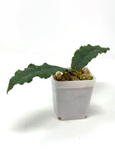 Load image into Gallery viewer, Hoya Undulata ‘Red Leaves’ Splash