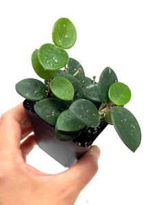 Hoya Mathilde