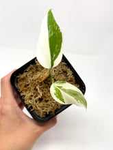 Load image into Gallery viewer, Monstera Deliciosa Albo Variegated A (juvenile)