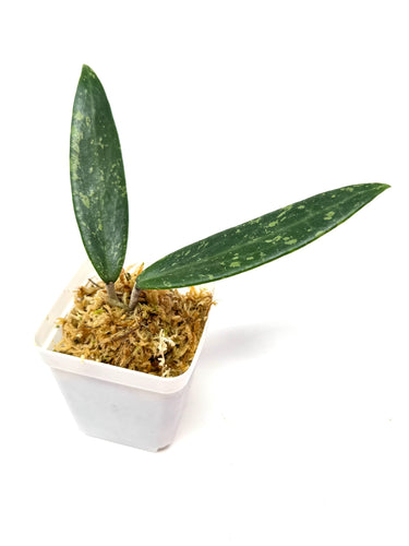 Hoya cv. Pascal