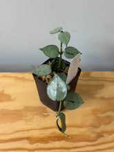 Load image into Gallery viewer, 36. Hoya Lacunosa Super Silver