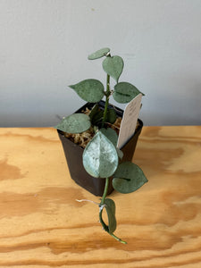 36. Hoya Lacunosa Super Silver