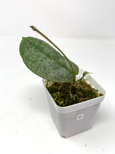 Load image into Gallery viewer, Hoya Mitrata Silver D