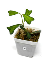 Load image into Gallery viewer, Hoya Manipurensis Variegated B