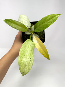 Philodendron Whipple Way A