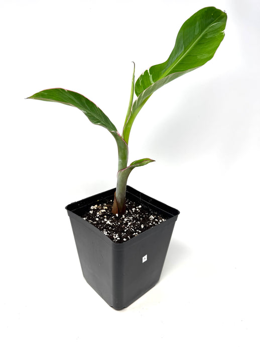 Musa Ae Ae Variegated Banana Tree (Ships within Canada only) A