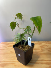Load image into Gallery viewer, 33. Philodendron Mayoi