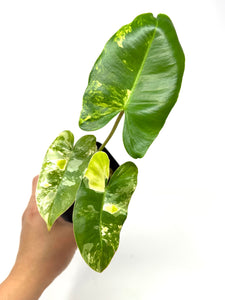 Philodendron Burle Marx Variegated