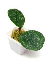 Load image into Gallery viewer, Hoya Obovata Splash