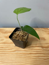 Load image into Gallery viewer, 208. Amydrium Zippelanium (juvenile)
