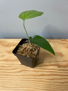 208. Amydrium Zippelanium (juvenile)