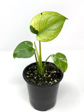 Load image into Gallery viewer, Monstera Deliciosa Mint Variegated