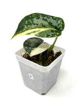 Load image into Gallery viewer, Scindapsus Mayari Variegated E