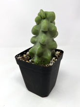 Load image into Gallery viewer, Pachycereus Schottii f. Monstrosus (Ships within Canada only)
