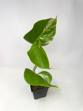 Load image into Gallery viewer, Monstera Deliciosa Albo Variegated A