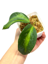 Load image into Gallery viewer, Hoya Latifolia ‘Bai Bua’