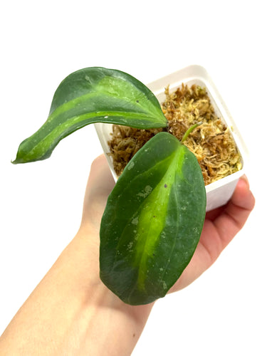Hoya Latifolia ‘Bai Bua’