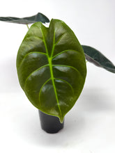 Load image into Gallery viewer, Alocasia ‘Golden Bone’