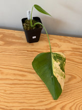 Load image into Gallery viewer, 341. Monstera Deliciosa Aurea Variegated