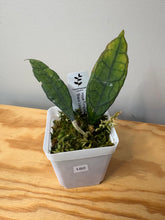 Load image into Gallery viewer, 180. Hoya Finlaysonii ‘Black Leaves’ Splash