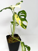 Load image into Gallery viewer, Monstera Adansonii Variegated A