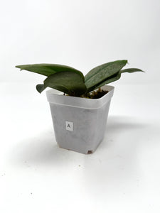 Hoya Mitrata Silver A