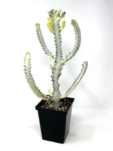 Load image into Gallery viewer, Euphorbia Lactea ‘White Ghost’ (large size) (Ships within Canada only)