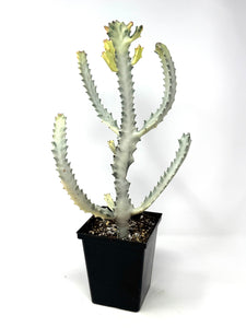 Euphorbia Lactea ‘White Ghost’ (large size) (Ships within Canada only)