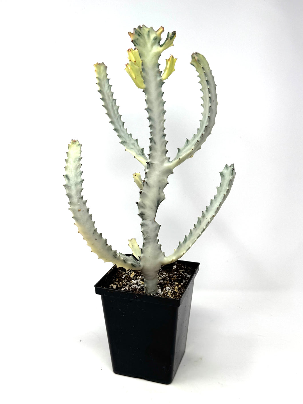 Euphorbia Lactea ‘White Ghost’ (large size) (Ships within Canada only)