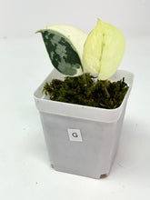 Load image into Gallery viewer, Scindapsus Mayari Variegated G