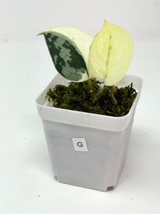 Scindapsus Mayari Variegated G