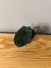 Load image into Gallery viewer, 74. Anthurium Luxurians Dark Form