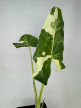 Load image into Gallery viewer, Alocasia Maccrorhiza Variegated B