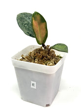 Load image into Gallery viewer, Hoya Carnosa Argentea Princess E