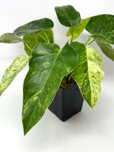 Load image into Gallery viewer, Philodendron Giganteum Blizzard