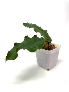 Hoya Undulata ‘Red Leaves’ Splash