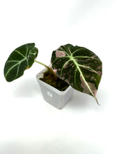 Load image into Gallery viewer, Alocasia Black Velvet Variegated C