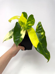 Philodendron Burle Marx Variegated