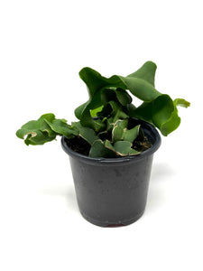 Epiphyllum Guatemalense ‘Monstrosa’ ‘Orchid Cactus’ (Ships within Canada only)
