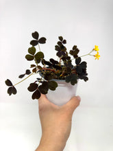 Load image into Gallery viewer, Oxalis Spiralis ssp. Vulcanicola