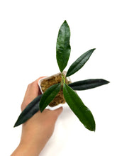 Load image into Gallery viewer, Hoya Greenii