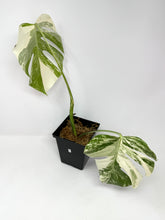 Load image into Gallery viewer, Monstera Deliciosa Albo Variegated B