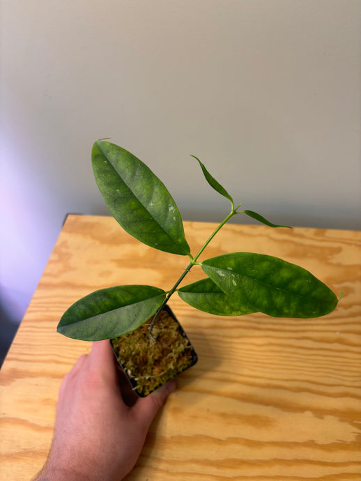 223. Hoya Cystiantha