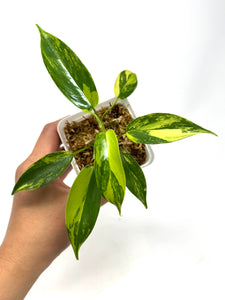 Philodendron Florida Beauty D