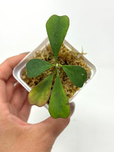 Load image into Gallery viewer, Hoya Manipurensis